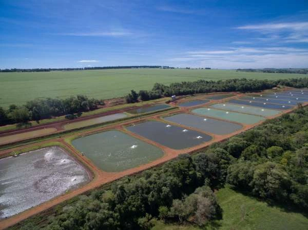 Aquicultura, o Brasil forte tamb�m na �gua!