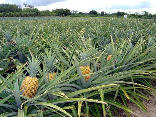 Boas Prticas na Irrigao fazem o Sucesso na Agricultura Brasileira